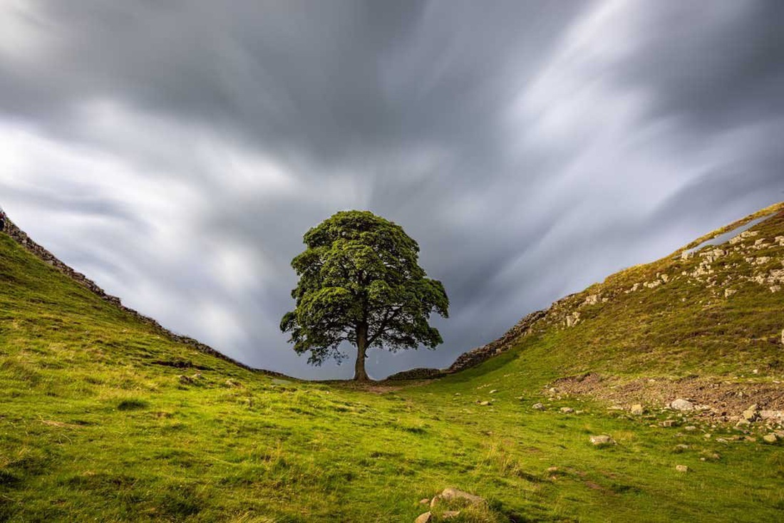 Cây Sycamore Gap được chụp ảnh nhiều nhất Vương quốc Anh - Ảnh: GETTY IMAGES