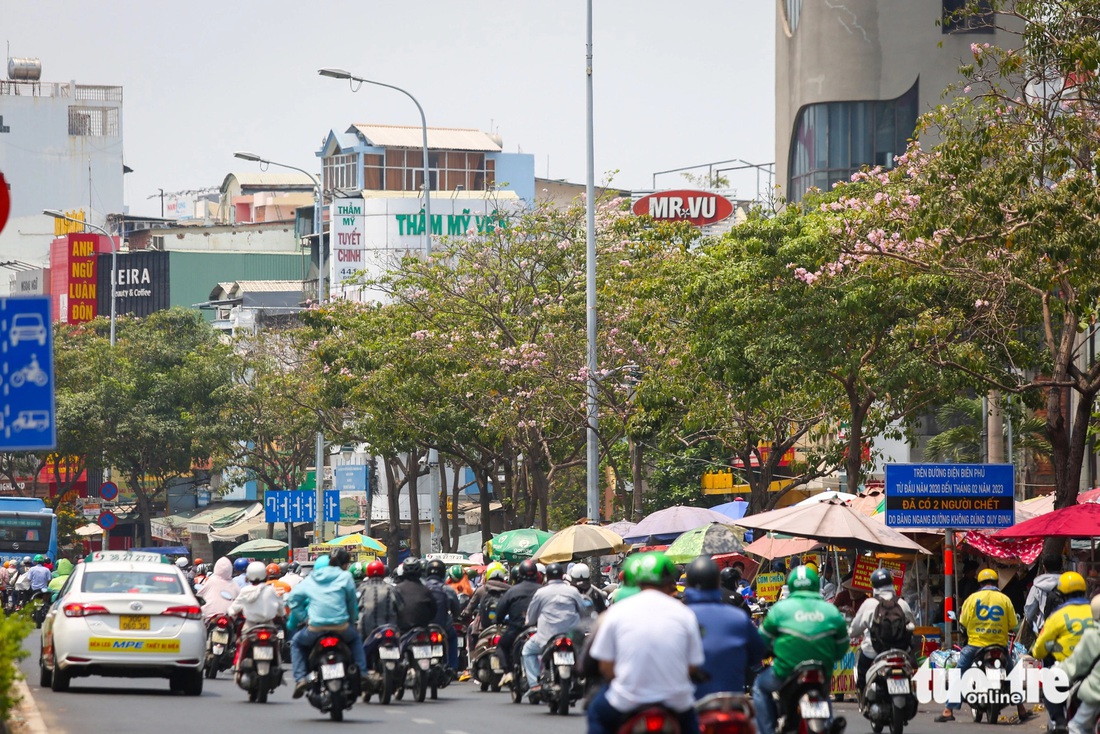 Trên tuyến đường Điện Biên Phủ, hoa kèn hồng nở lác đác, kém sắc - Ảnh: LÊ PHAN