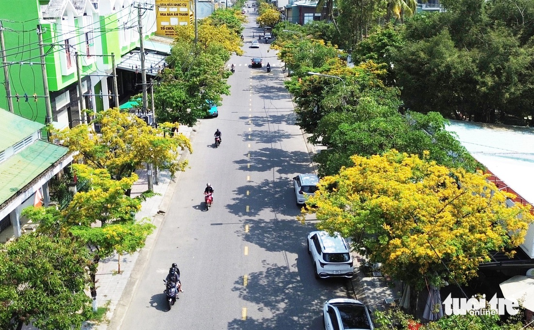 Đường Huỳnh Thúc Kháng rợp sắc vàng hoa sưa - Ảnh: LÊ TRUNG