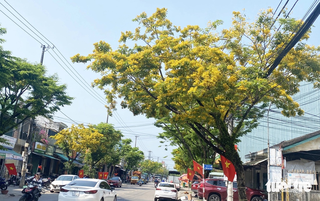 Sưa bung nở sắc vàng ở Tam Kỳ 