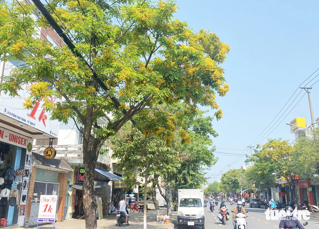 Sưa nở vàng ở đường Phan Châu Trinh 