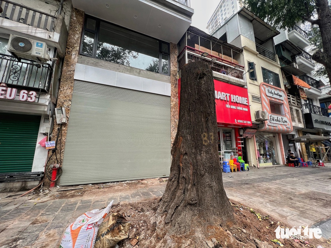 Cây sao đen chết khô trước ngôi nhà 65 Lò Đúc, ngồi nhà này đang trong quá trình hoàn thiện - Ảnh: PHẠM TUẤN