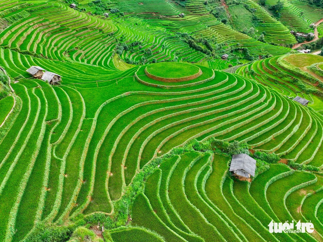 Đồi mâm xôi (xã La Pán Tẩn, huyện Mù Cang Chải) đang chuẩn bị trổ đòng - Ảnh: NAM TRẦN