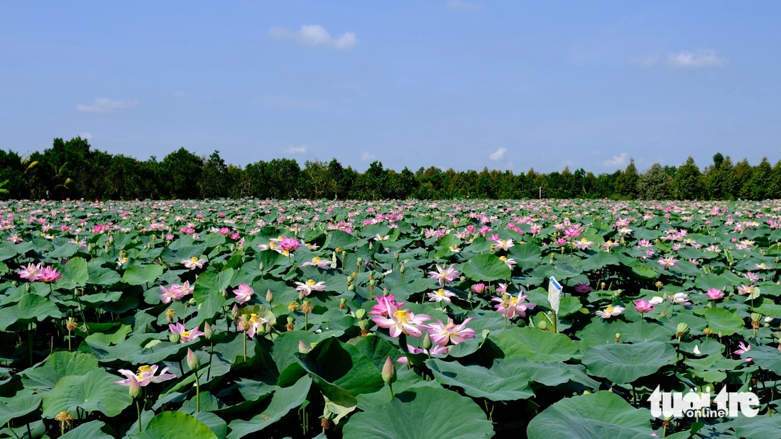 Cánh đồng sen xã Láng Biển, huyện Tháp Mười bung nở rực rỡ dọc tuyến đường ĐT 850 - Ảnh: ĐẶNG TUYẾT