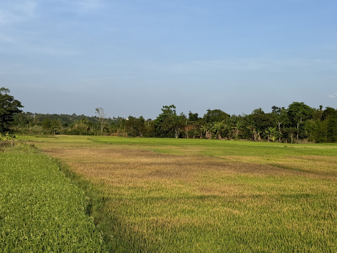 Cánh đồng lúa ở thị trấn Krông Năng, huyện Krông Năng, Đắk Lắk người dân phải gồng mình trong nắng nóng, bơm nước tưới từ cách xa gần 2km nhưng cũng bất lực nhìn lúa chết cháy vì cạn nguồn để bơm - Ảnh: TÂM AN