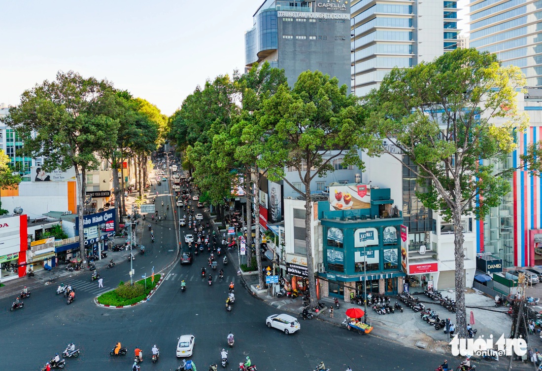 Trong ảnh là hàng cây dầu đầu đường Ba Tháng Hai (quận 10). Các cây này nằm trong diện bị đốn hạ, có chiều cao vút ngọn từ 25-28 mét, tán cây rộng khoảng 10m, đường kính thân cây 115 - 170cm - Ảnh: CHÂU TUẤN