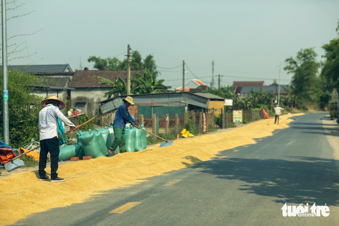 Việc phơi lúa trên mặt đường là hành vi vi phạm pháp luật, có thể bị xử lý hành chính hoặc hình sự tùy mức độ, hậu quả - Ảnh: HOÀNG TÁO