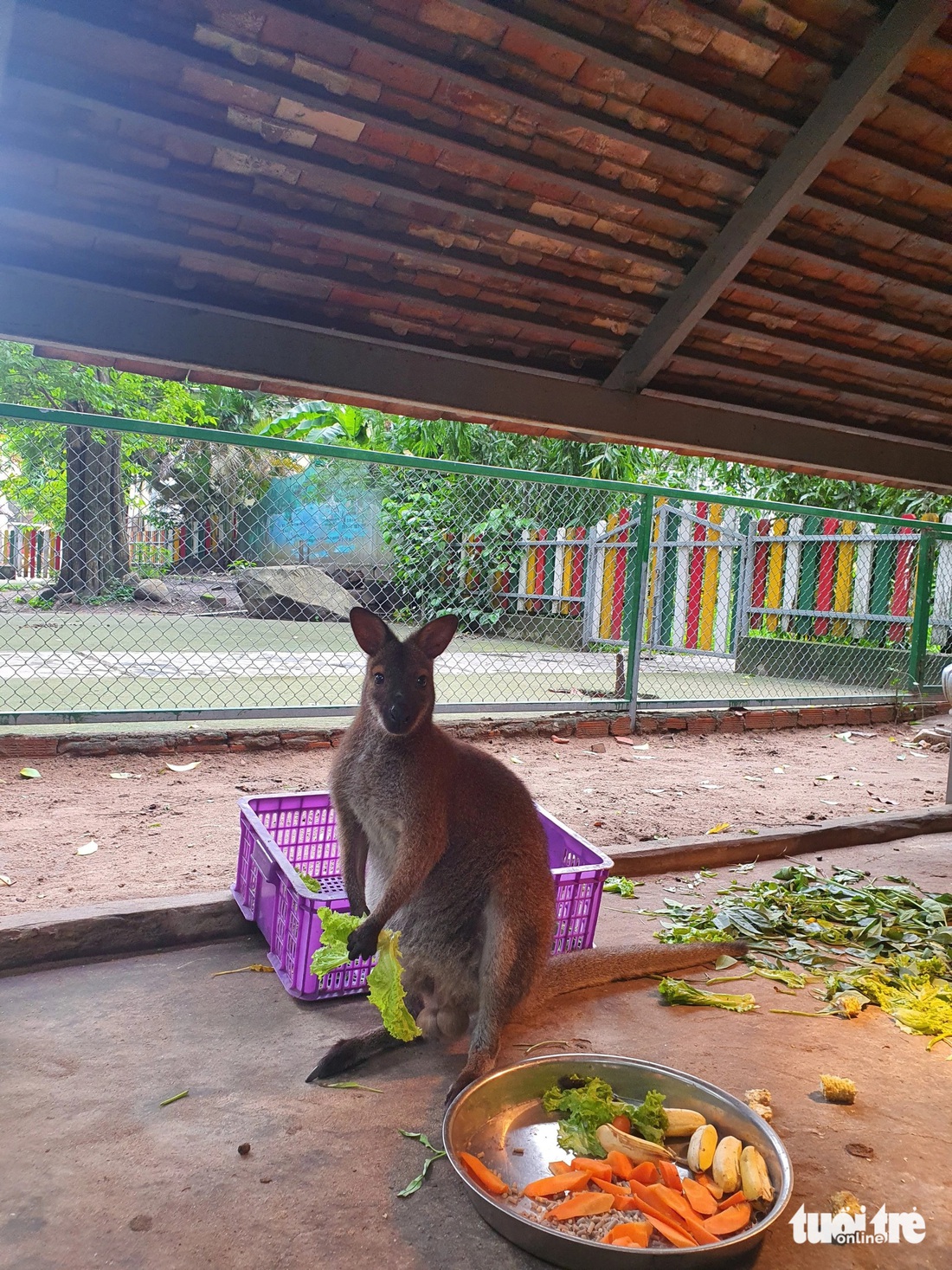 Kangaroo Bún Cá được đặt tên theo ý tưởng của con gái ông Mai Khắc Trung Trực - giám đốc Xí nghiệp động vật, Thảo cầm viên Sài Gòn - Ảnh: TRUNG TRỰC