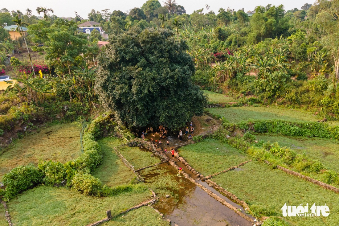 Giếng Gai được che bóng bởi một cây to lớn, tán lá sum suê - Ảnh: HOÀNG TÁO