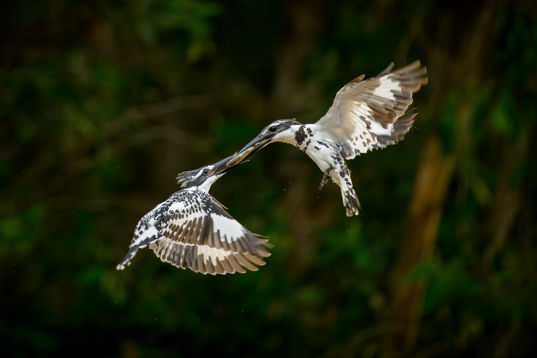 Giải nhất ảnh đẹp cuộc thi Vietnam Bird Race lần thứ nhất thuộc về tác giả Phạm Trung Kiên với bức ảnh chụp đôi chim bói cá nhỏ mớm mồi cho nhau