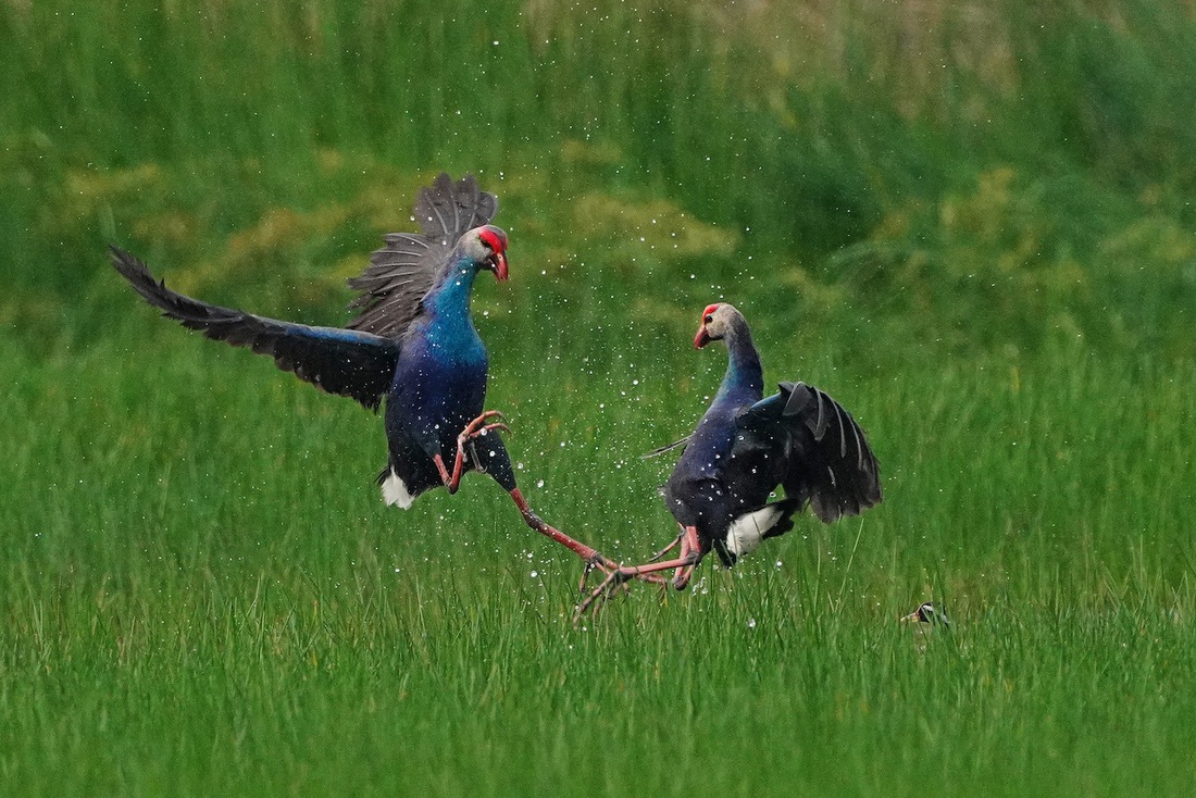 Giải nhì của thể loại thi ảnh đẹp cuộc thi Vietnam Bird Race lần thứ nhất thuộc về tác giả Lê Hoàng Mến chụp cảnh đôi trích cồ đá nhau