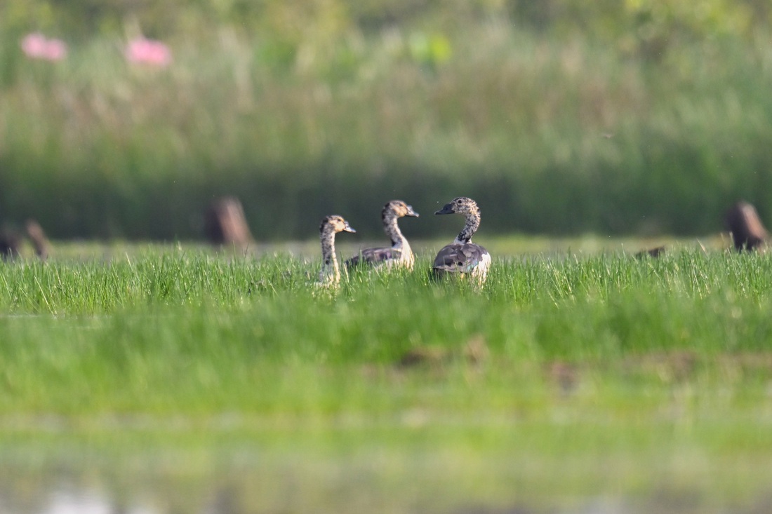 Giải nhì thể loại ảnh chụp loài nguy cấp cuộc thi Vietnam Bird Race lần thứ nhất thuộc về tác giả Võ Duy Thanh Tâm chụp đàn ba con vịt mồng