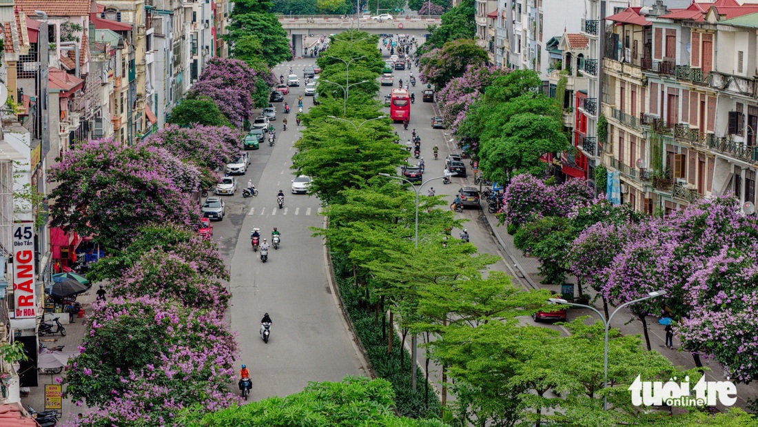 Hoa bằng lăng 