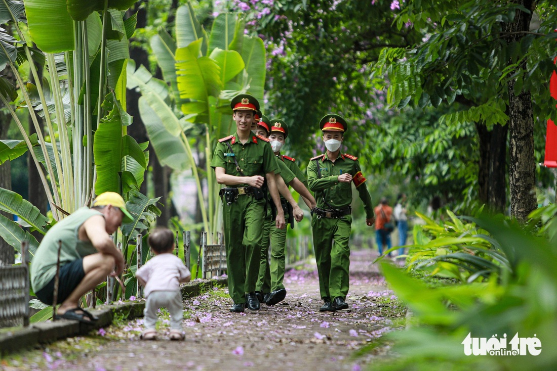 Những cây bằng lăng trên phố Kim Mã được trồng từ lâu, cây nào cũng cao lớn, xum xuê, tỏa bóng mát cho cả con đường - Ảnh: DANH KHANG