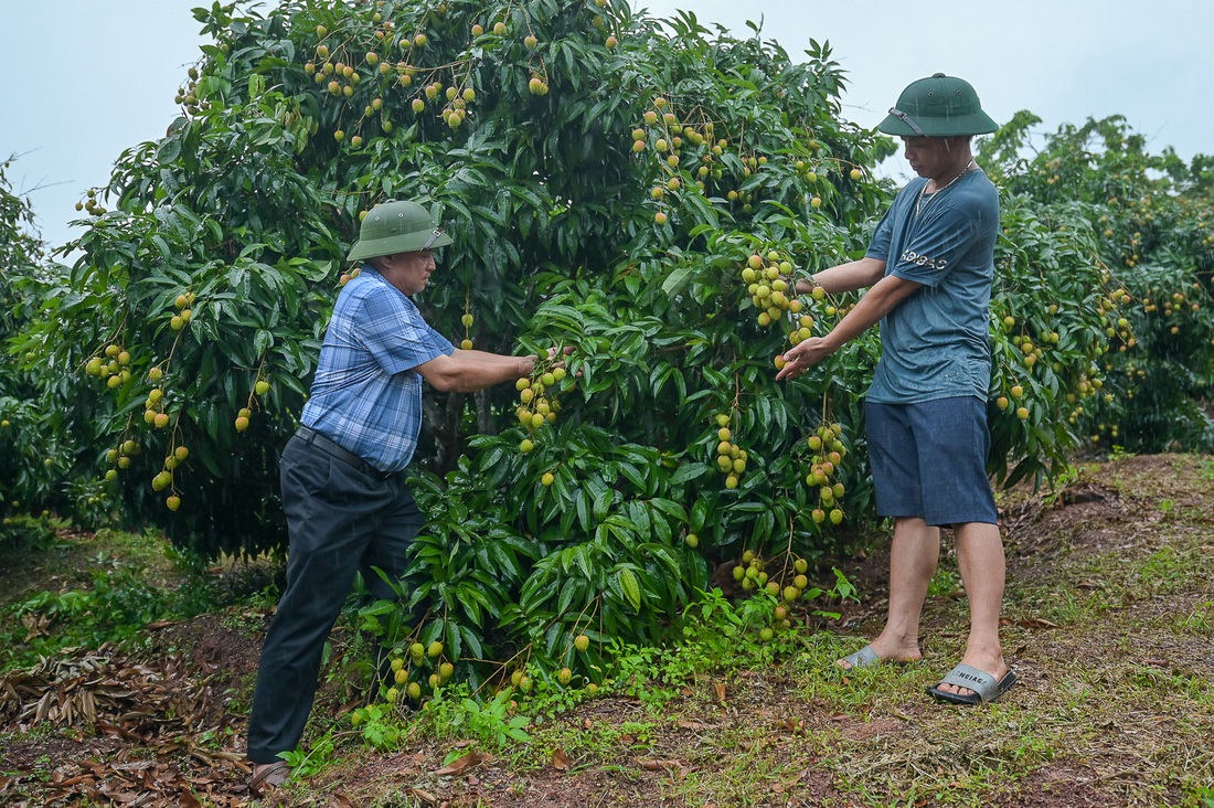 Tỉnh Bắc Giang chủ động hỗ trợ người trồng vải, hợp tác xã, doanh nghiệp, thương nhân thu hoạch, chế biến và tiêu thụ, xuất khẩu vải thiều. Dự kiến, tỉnh xuất khẩu khoảng 70.000 tấn vải đi Trung Quốc, chiếm 70% sản lượng - Ảnh: TÙNG ĐINH