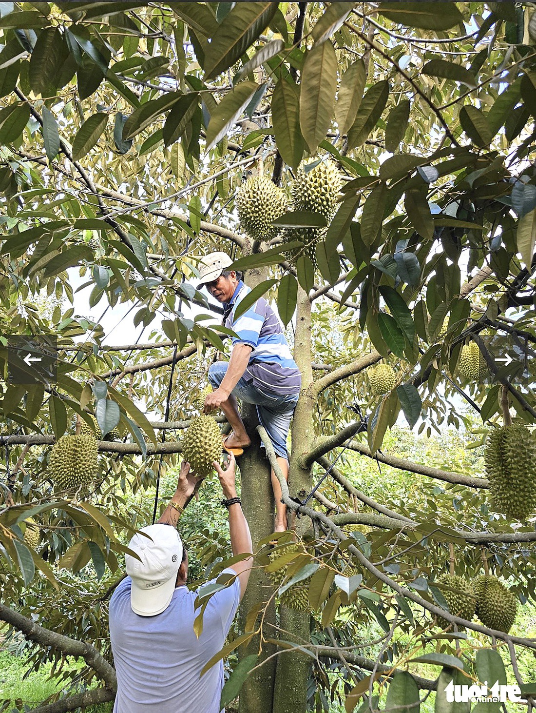 Mưa xuống cho cây trái tốt tươi ngay trên vùng đất khô cằn - Ảnh: HOÀNG NGHĨA