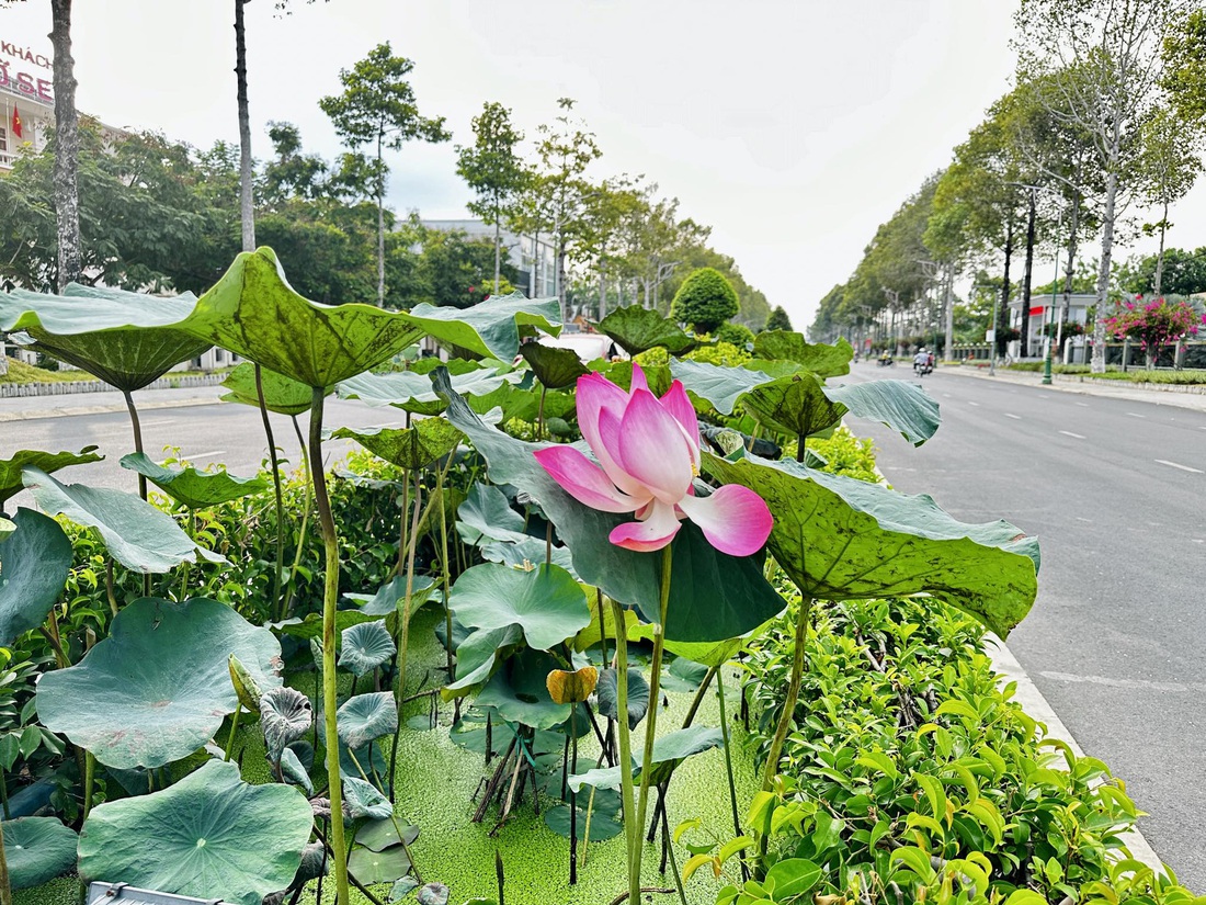 Những khóm hoa sen trên đường Lý Thường Kiệt, tuyến đường đẹp nhất TP Cao Lãnh - Ảnh: ĐẶNG TUYẾT