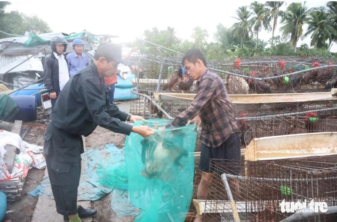 Di dời số gà của các trại bị sập đến các điểm an toàn - Ảnh: H.T.