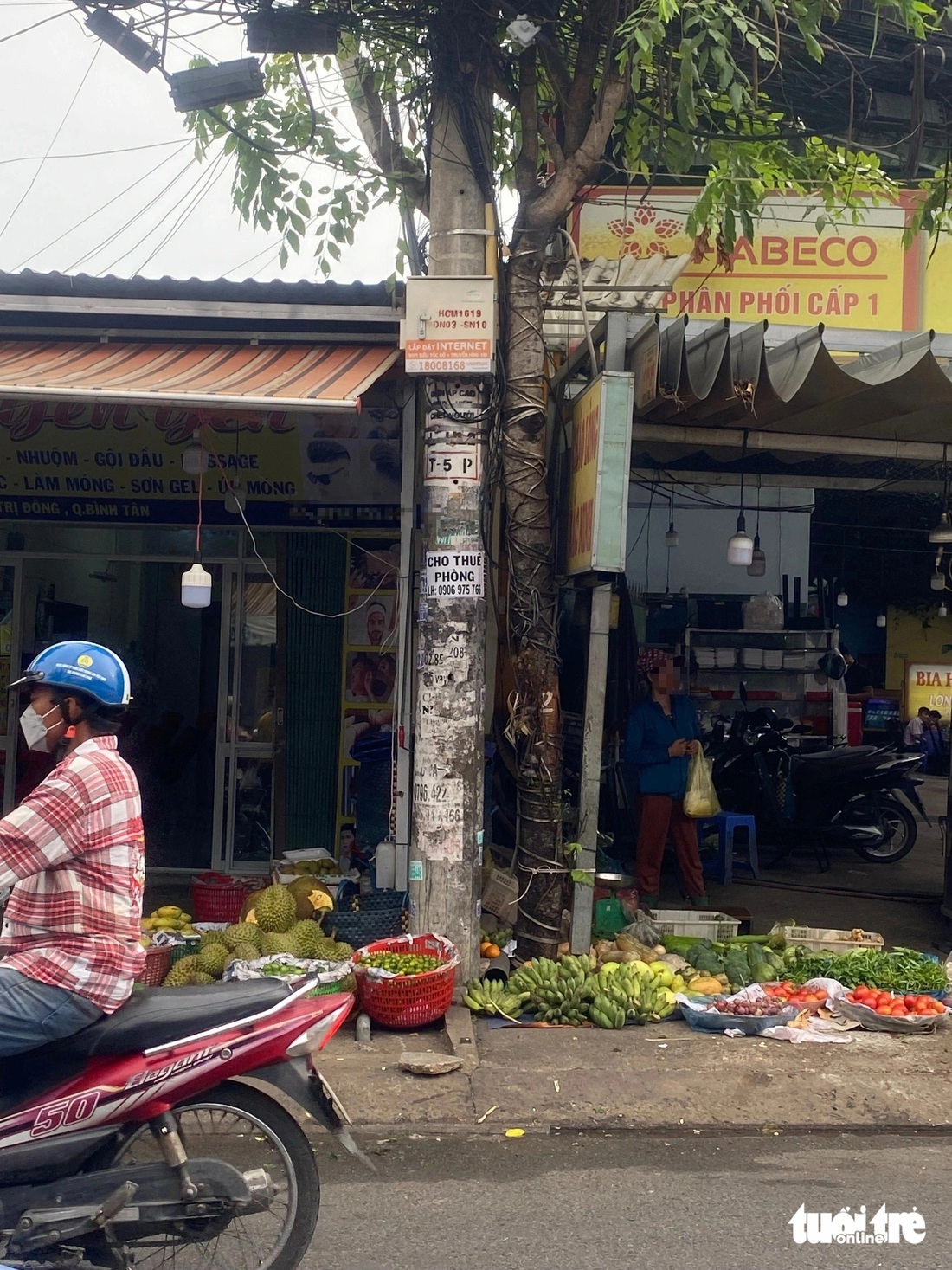 Dùng dây điện bó cây xanh trên đường Hương lộ 2, quận Bình Tân - Ảnh: HỒNG ĐIỆP