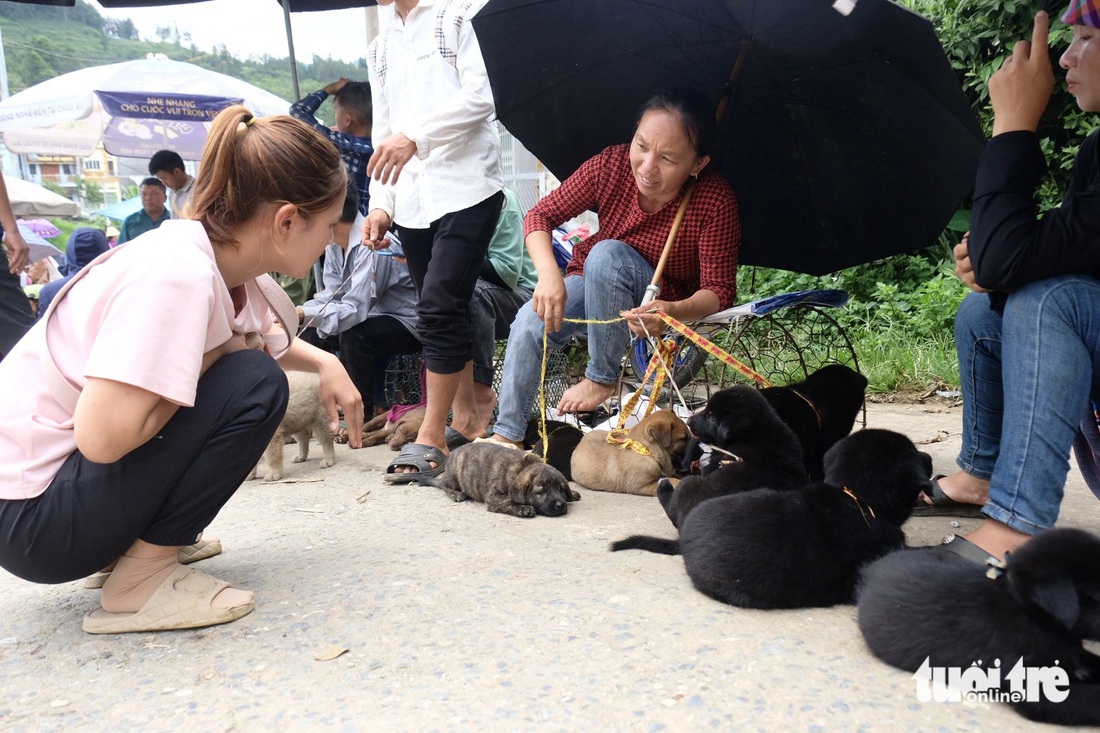 Phiên này mang xuống chợ bán chưa hết, phiên sau mình lại dắt đi