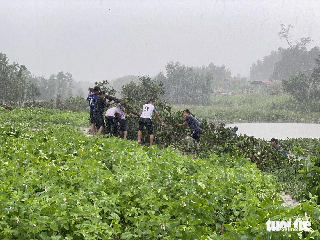 Những mùa lũ về kéo theo nhiều cây cối, rác rến đóng đặc giữa hồ - Ảnh: ĐOÀN NHẠN