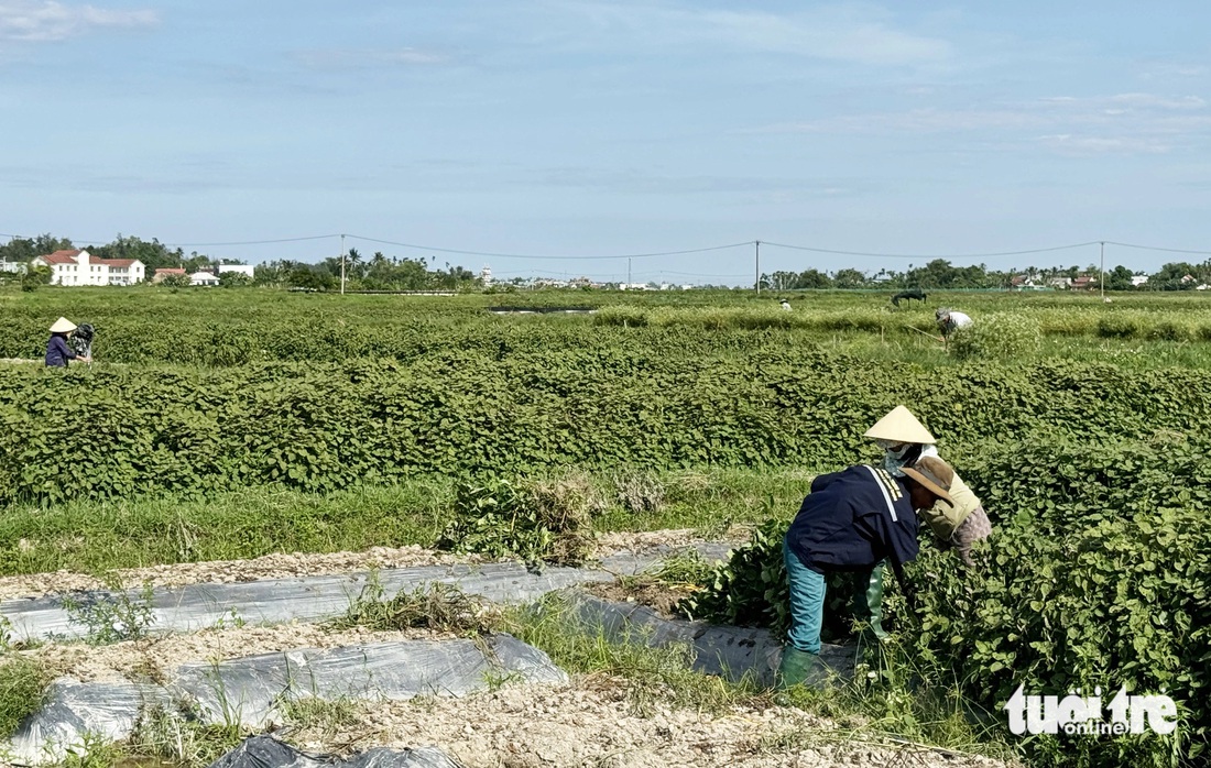 Người dân thu hoạch lá mùng Năm - Ảnh: LÊ TRUNG