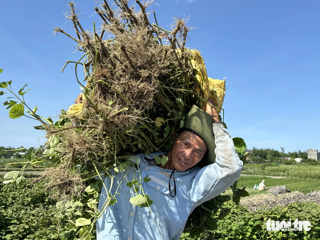 Ông Sơn thu hoạch lá mùng Năm - Ảnh: LÊ TRUNG