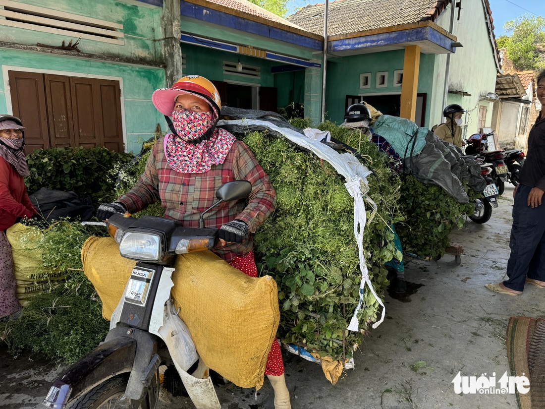 Thương lái đến nhà dân thu mua lá mùng Năm phục vụ thị trường Tết Đoan ngọ - Ảnh: LÊ TRUNG