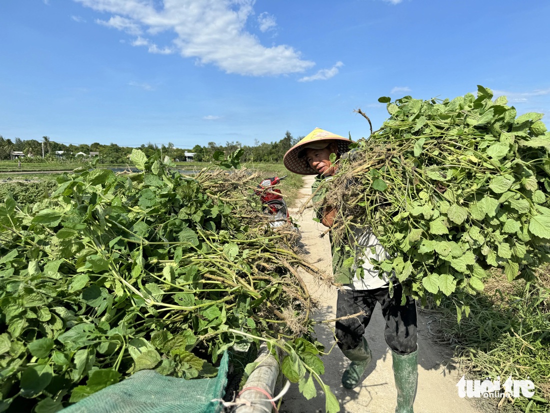 Ông Hùng thu hoạch lá bỏ xe kéo chở về nhà - Ảnh: LÊ TRUNG