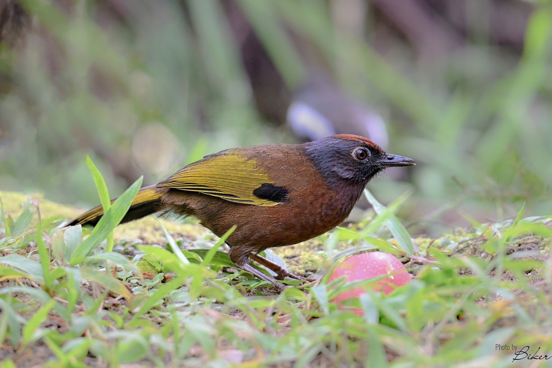 Malayan Laughingthrush (loài đặc hữu Malaysia) - Ảnh: Võ Duy Thanh