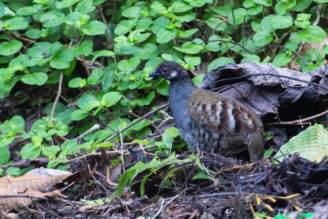 Malayan Patridge (loài đặc hữu Malaysia) - Ảnh: Võ Trọng Tài