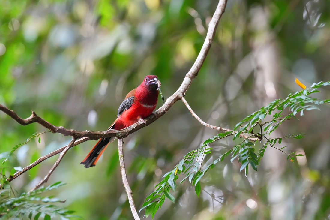 Red-headed Trogon - Ảnh: Huỳnh Thanh Danh