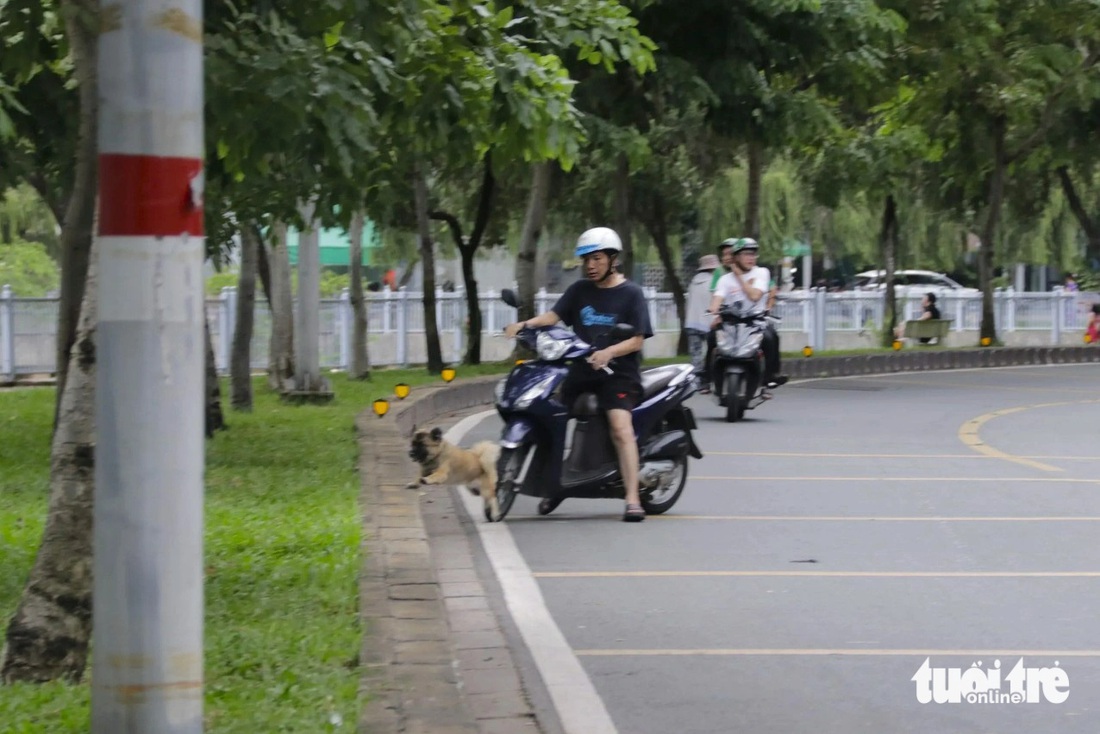 Tại đường Hoàng Sa, Trường Sa, người dân thường xuyên chở chó mèo tới dọc bờ kênh Nhiêu Lộc - Thị Nghè phóng uế, thả rông - Ảnh: Q.HUY