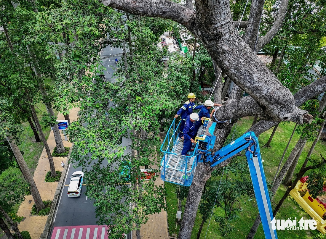 Tại các khu vực nhiều cây lâu năm là nơi thường xuyên có các hoạt động tập thể đội, nhóm thiếu nhi, đơn vị cây xanh sử dụng dây cáp để neo các cành cấp 1 vào thân chính. Trong trường hợp có sự cố, cành cây sẽ được cáp giữ lại - Ảnh: CHÂU TUẤN