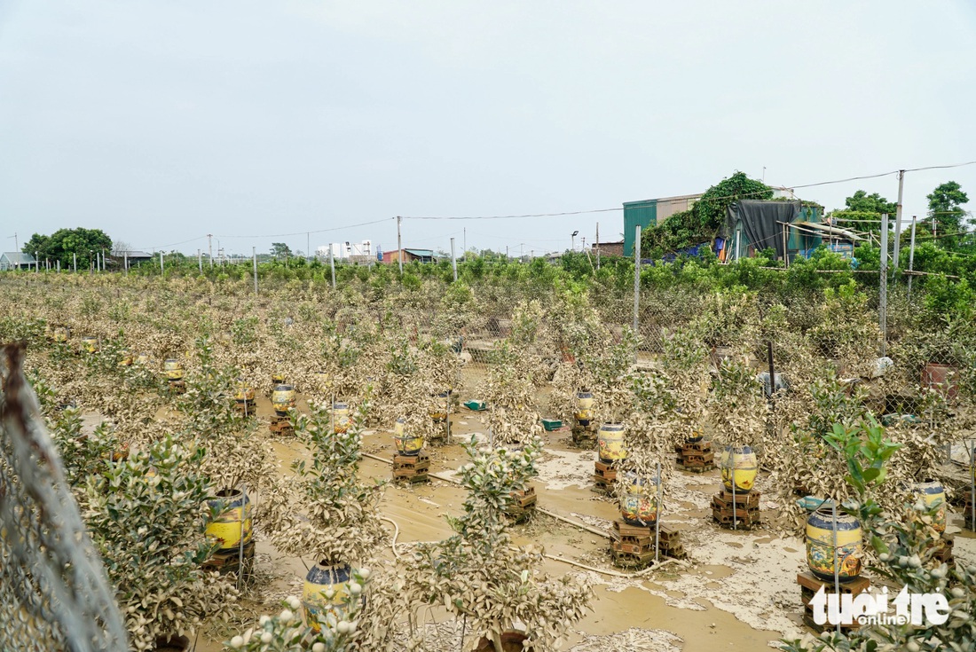 Bà con làng quất Tứ Liên, làng đào Nhật Tân mất Tết - Ảnh 3.