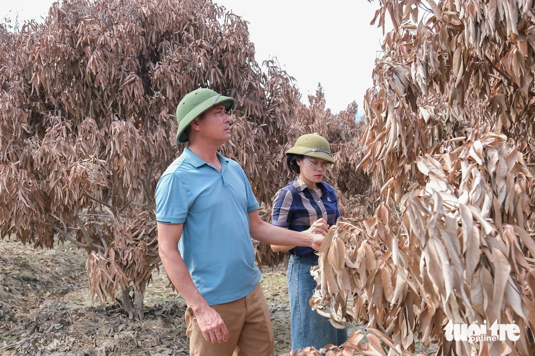 Sau lũ, thủ phủ vải thiều vàng cháy, cây cối chết khô - Ảnh 2.