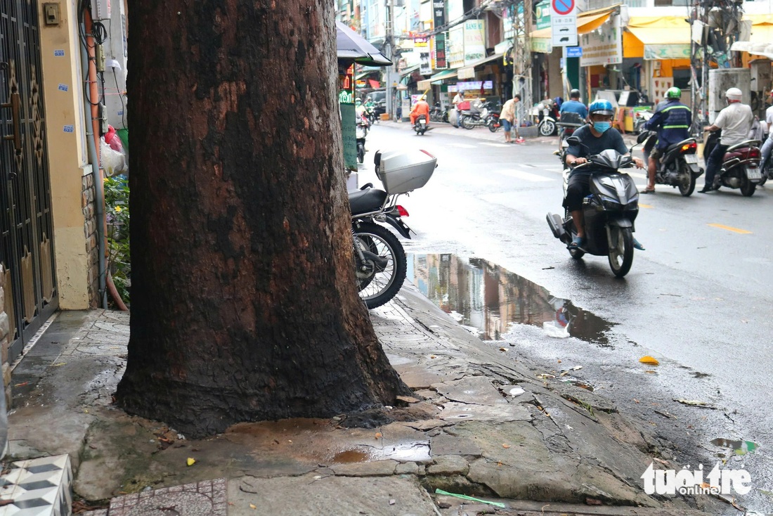 Bạn đọc phản ánh còn nhiều cây xanh TP.HCM bị bê tông trám kín gốc - Ảnh 4.