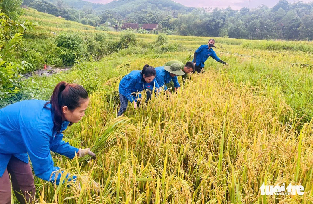 Nông dân tất bật gặt lúa 'chạy' bão Yagi - Ảnh 8.