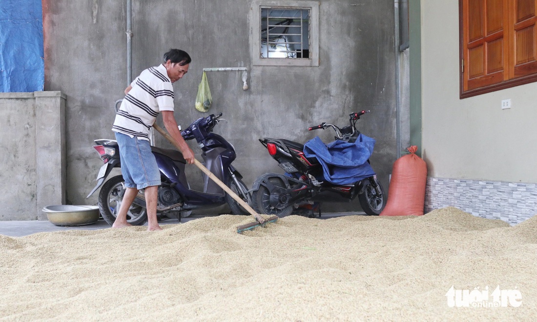 Nông dân tất bật gặt lúa 'chạy' bão Yagi - Ảnh 11.