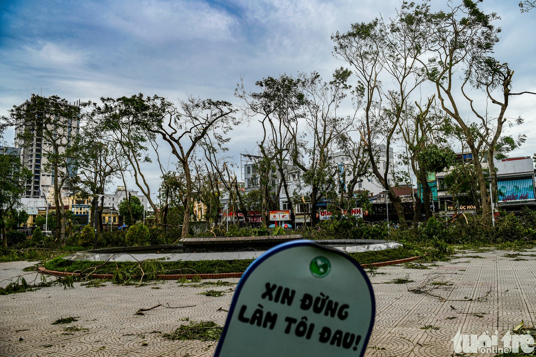 Cây xanh - Ảnh 6.