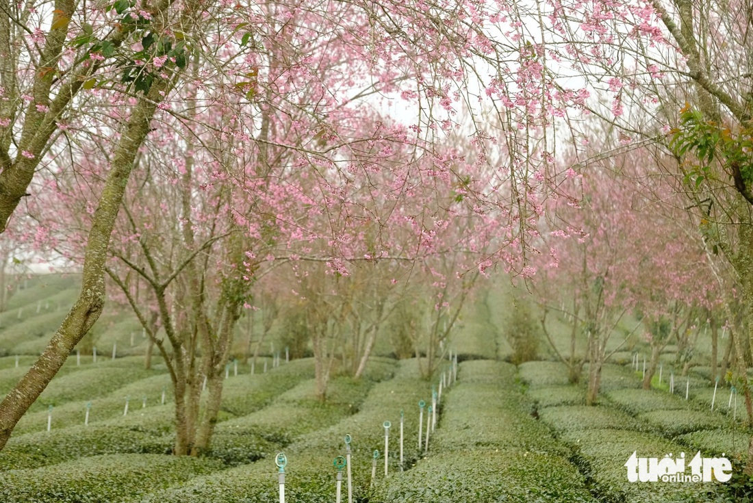 Mai anh đào Đà Lạt đã nở, đồi chè Cầu Đất tấp nập du khách - Ảnh 1.