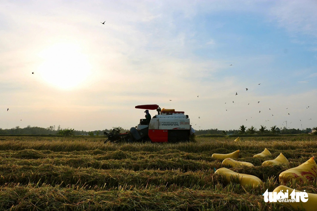 Hối hả gặt lúa vàng ăn Tết ấm no - Ảnh 2.