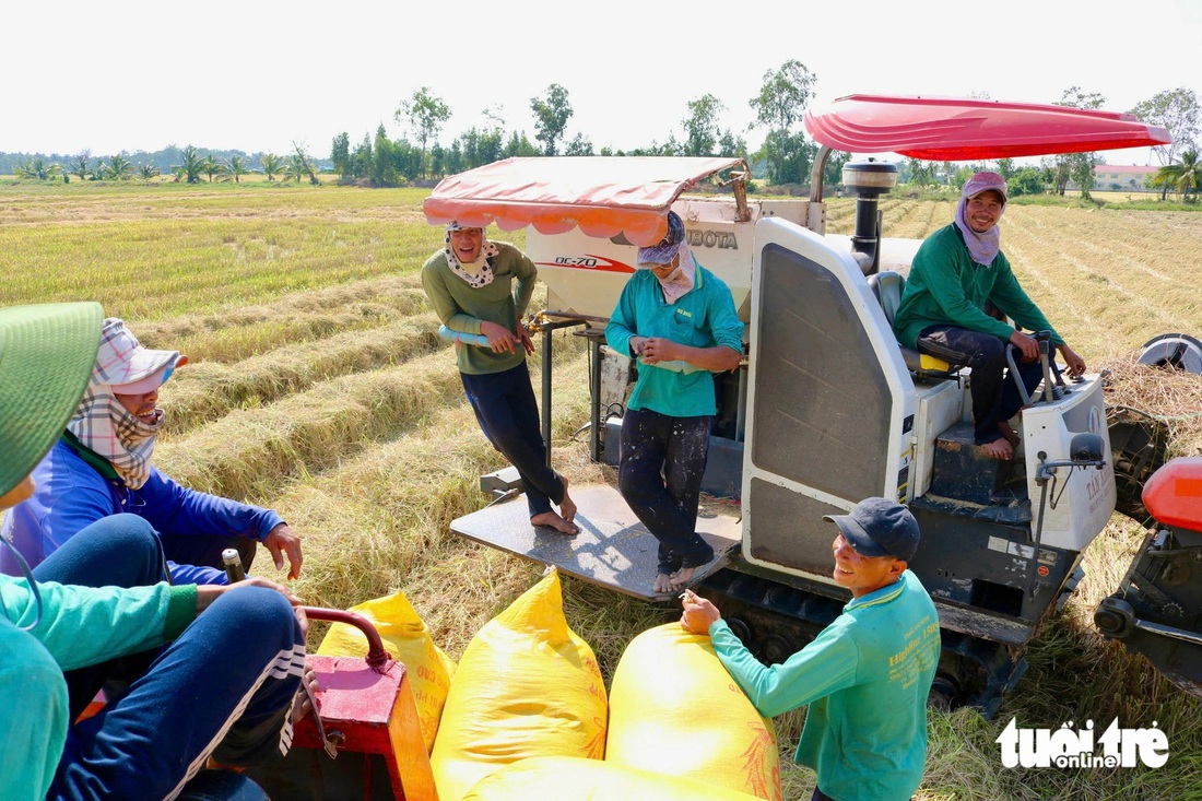 Hối hả gặt lúa vàng ăn Tết ấm no - Ảnh 9.