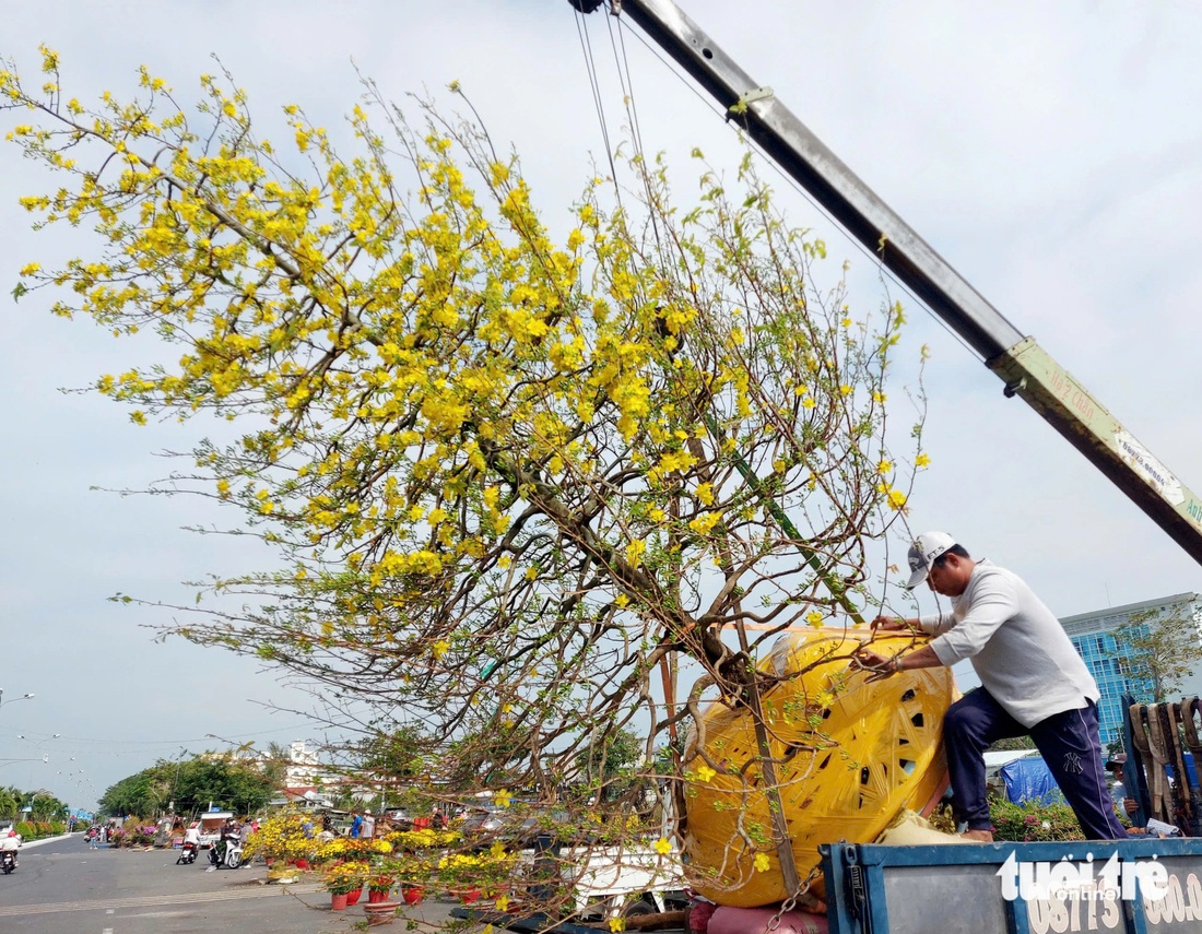 Hoa mai, hạnh kiểng bán Tết ở khu lấn biển Kiên Giang giảm giá ‘sốc’ thu hút người mua - Ảnh 7.