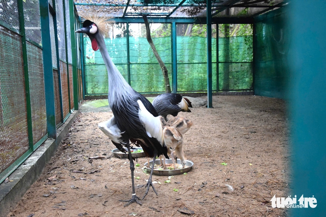 Chăm được sếu đầu đỏ, Thảo cầm viên Sài Gòn còn ấp nở được sếu vương miện - Ảnh 4.