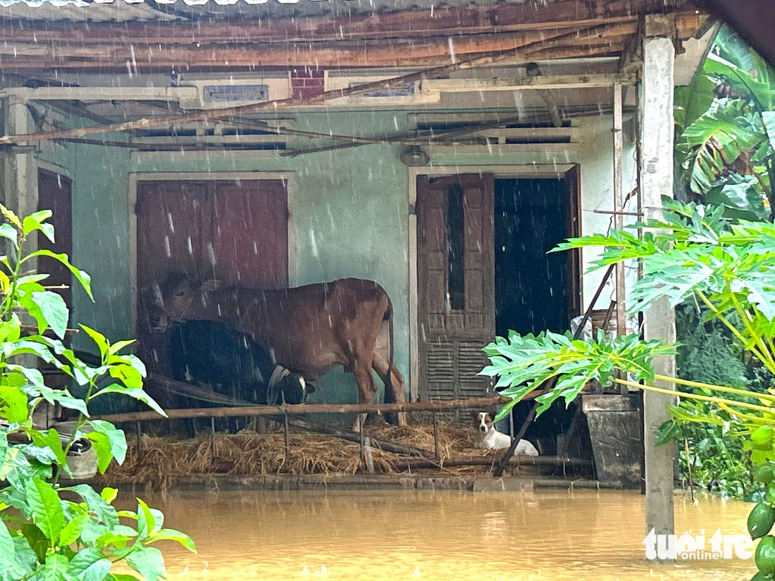 sông Thu Bồn - Ảnh 4.