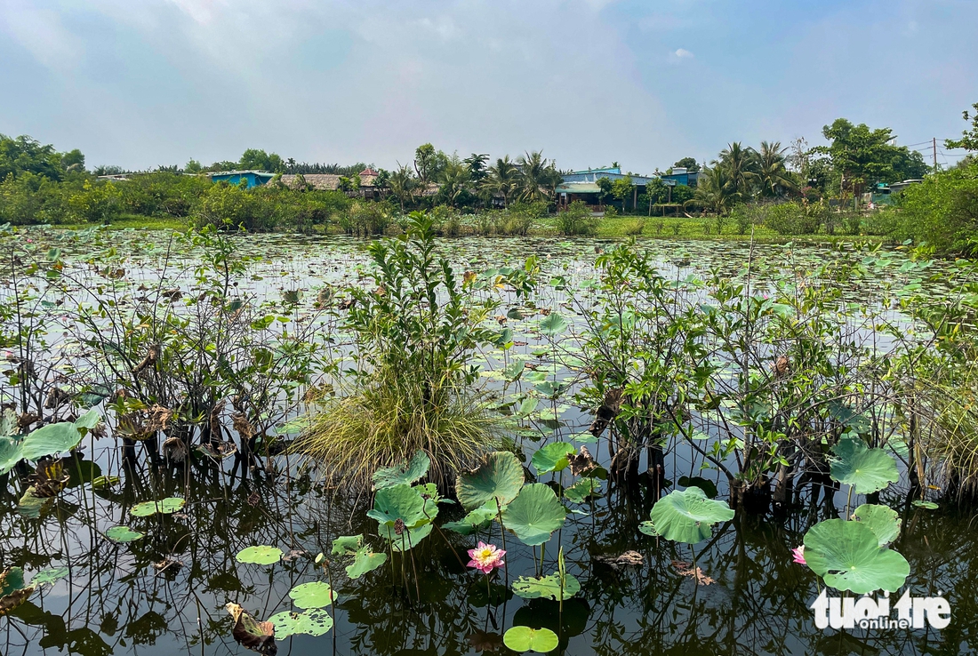 Bình Quới - Ảnh 2.