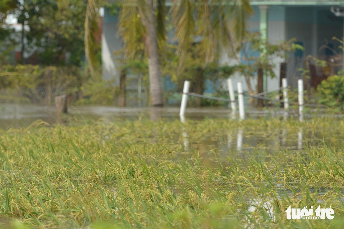 Ngập lụt tại Bình Thuận cũ: ‘Mới dọn dẹp đêm trước, sáng nay nước lại về ngập ngụa nhà cửa’ - Ảnh 4.