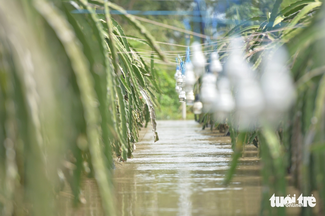 Lâm Đồng - Ảnh 6.