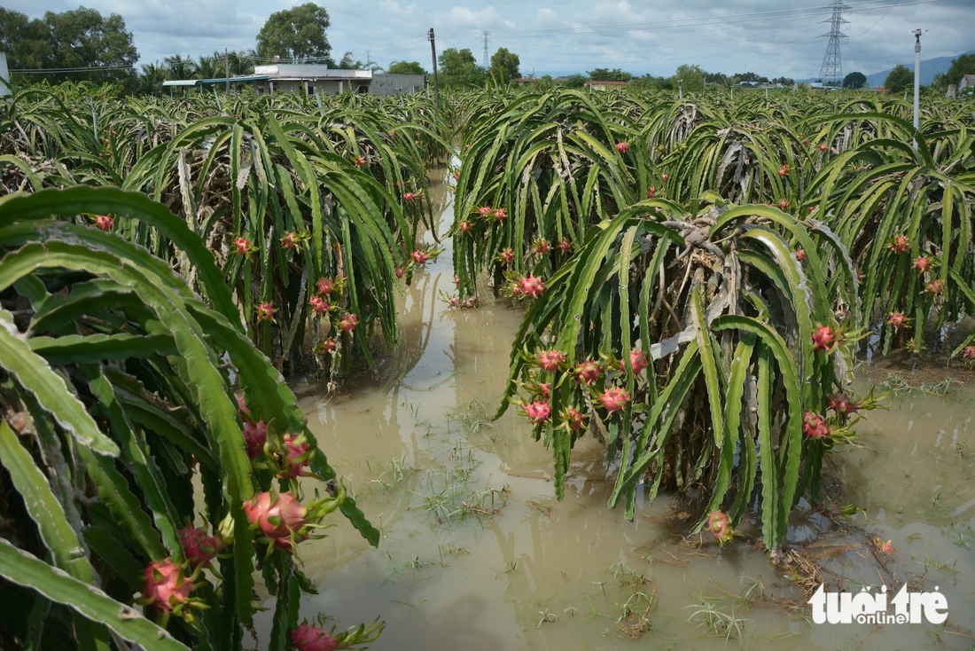 Ngập lụt tại Bình Thuận cũ: ‘Mới dọn dẹp đêm trước, sáng nay nước lại về ngập ngụa nhà cửa’ - Ảnh 6.
